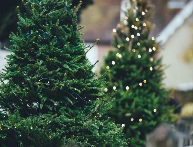 Полезные совету по покупке новогодней елки